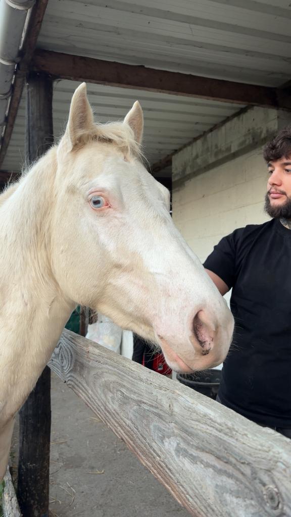 Saillie quarter palomino, Zakelijke goederen, Landbouw | Veevoer, Ophalen