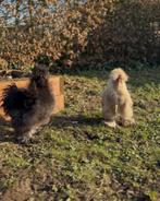 2  8 maanden oude USA zijdehoen hanen, Dieren en Toebehoren, Pluimvee, Mannelijk, Kip