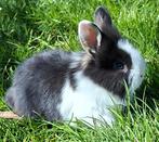 Dwergkonijn, Dieren en Toebehoren, Konijnen, Dwerg, 0 tot 2 jaar