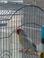 Majoor putter koppel 2025, Dieren en Toebehoren