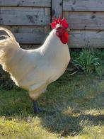 Prachtige Bresse haan (7 mnd) – Een echte heer voor uw toom, Dieren en Toebehoren, Pluimvee, Mannelijk, Kip