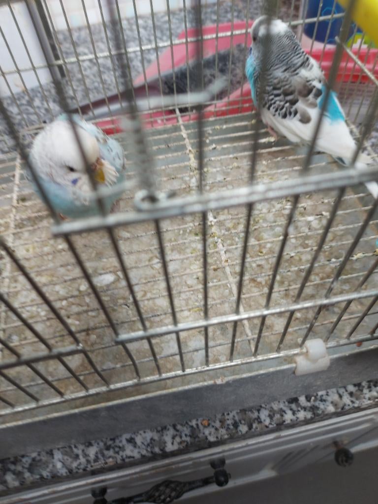 Koppel grasparkieten, Meerdere dieren, Parkiet