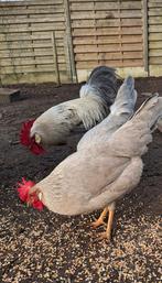 Verse broedeieren leghorn isabelpatrijs, Dieren en Toebehoren, Pluimvee, Geslacht onbekend, Kip