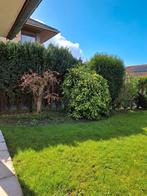 Laurel japonais GRATUIT, Jardin & Terrasse, Enlèvement, Laurier