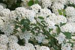 Spirea Snow Mound, Ophalen