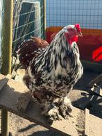 Brahma haan, Mâle, Poule ou poulet