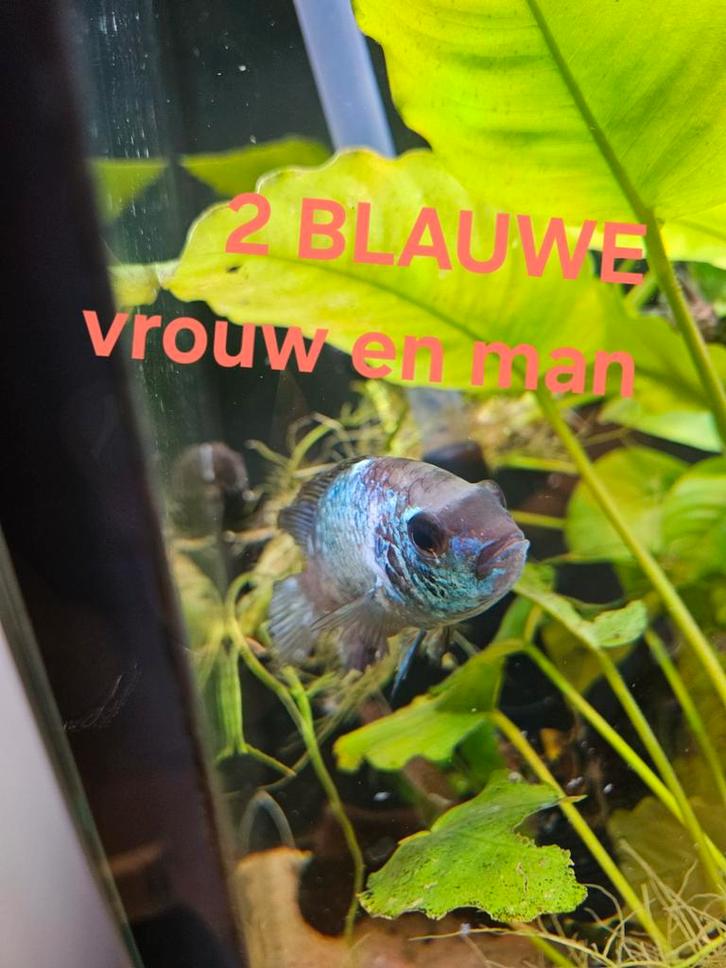 Meerdere cichliden / malawi aangeboden, Dieren en Toebehoren, Vissen | Aquariumvissen, Zoetwatervis, Vis