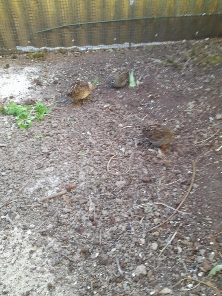 Chinese dwergkwartels, Dieren en Toebehoren, Vogels | Overige Vogels, Wildzangvogel, Tam