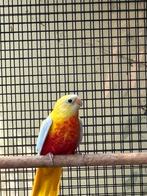 Koppel turqouisine parkieten te koop