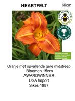 vente d'hémérocalles hémérocalles, Plein soleil, Été, Plante fixe, Enlèvement ou Envoi