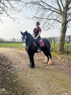 Doodbrave breedgebouwde irish cob, Dieren en Toebehoren, Merrie