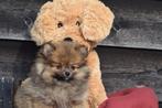 Chiots de Poméranie, Spitz, Keeshond de Poméranie, Animaux & Accessoires, 15 semaines à 1 an, Loulou, Hépatite contagieuse (maladie de Rubarth)
