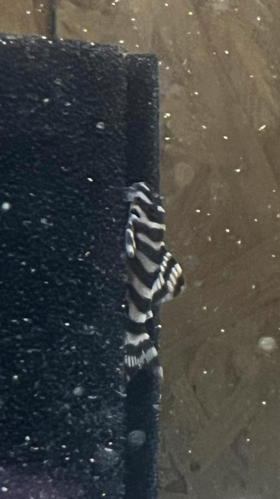 L333, Dieren en Toebehoren, Vissen | Aquariumvissen, Zoetwatervis, Vis