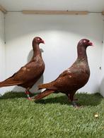 Sierduiven, Dieren en Toebehoren