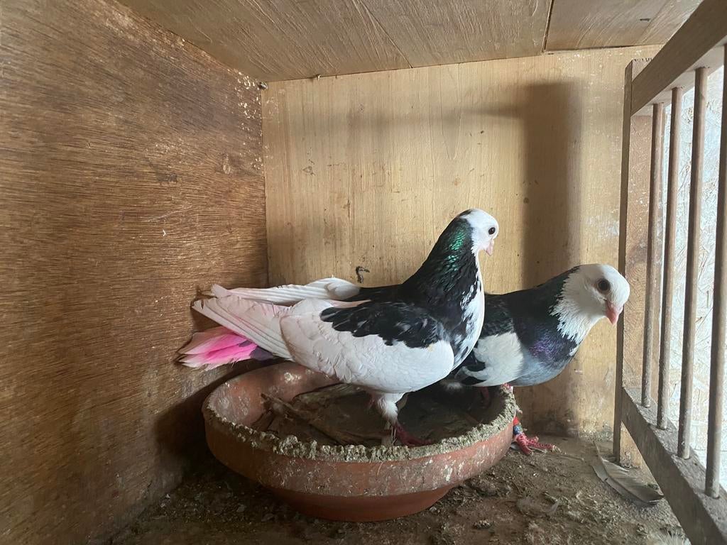 Kosovo KUTAT, Dieren en Toebehoren, Vogels | Overige Vogels, Geslacht onbekend, Tam