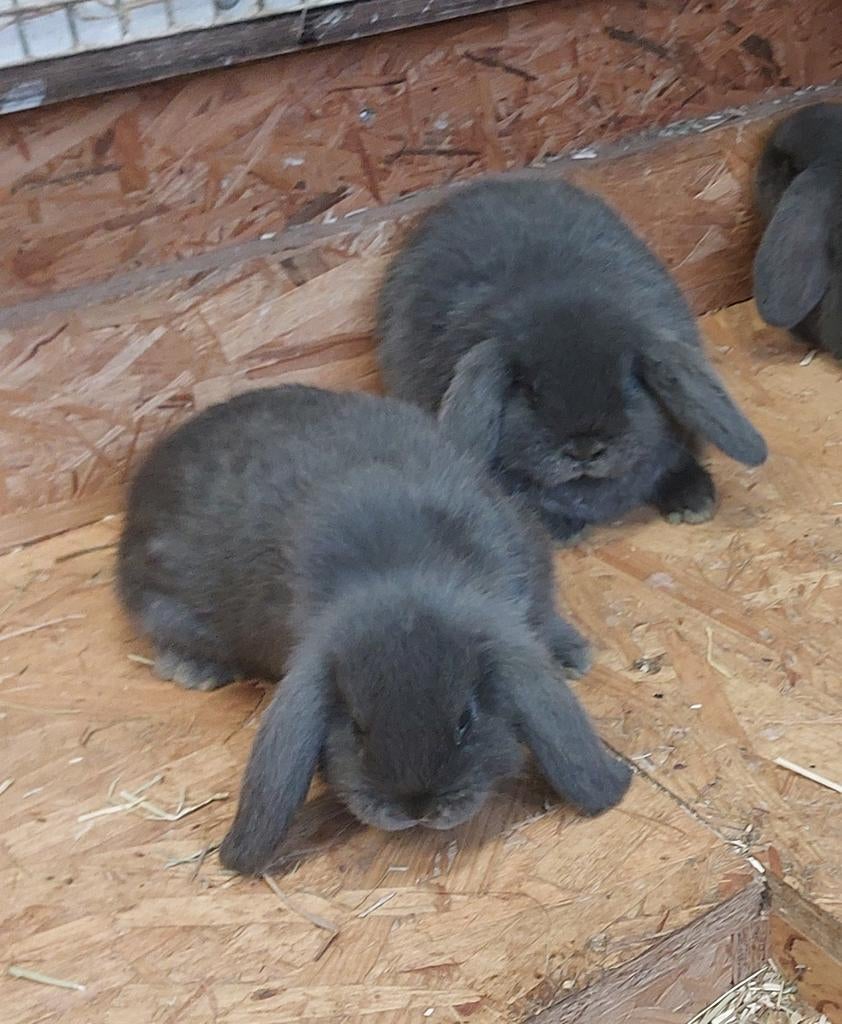 Nederlandse hangoor dwergkonijnen. Hangoor. Dwergkonijn, Oreilles tombantes