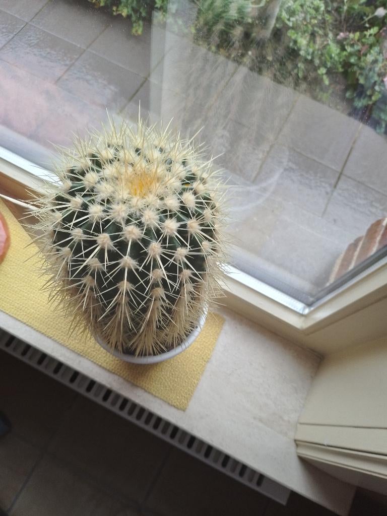 plant, Huis en Inrichting, Ophalen