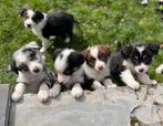 Knappe border collie pups, Dieren en Toebehoren, Parvo, België, 8 tot 15 weken, Collie