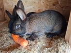 Konijntjes, Animaux & Accessoires, Lapins