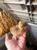 Kuikens, Dieren en Toebehoren, Geslacht onbekend