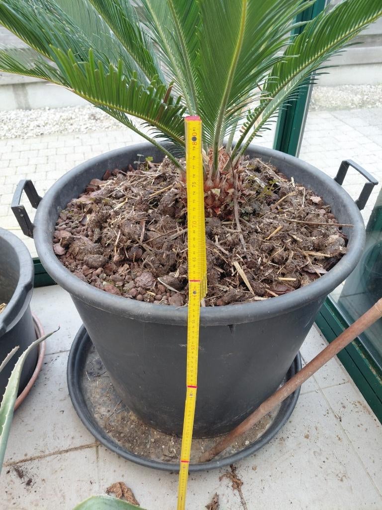 palmboom cycas revoluta vredespalm, Tuin en Terras, Planten | Bomen, Minder dan 100 cm, Zomer, Palmboom, Ophalen