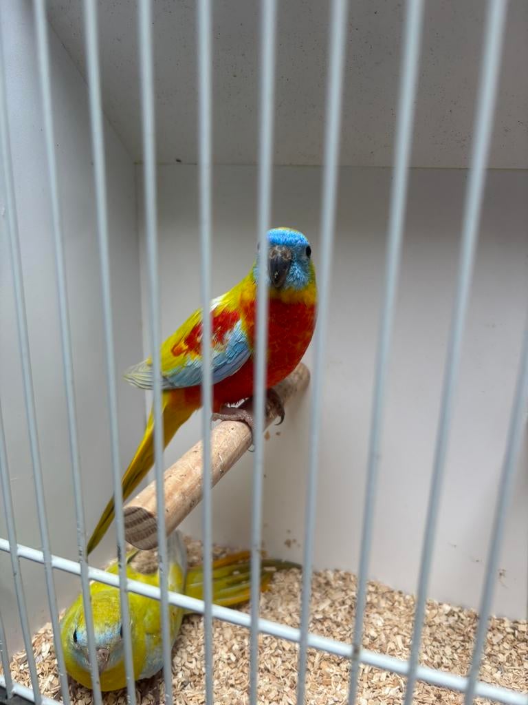 Kweekrijp koppel roodbuik turquoisines, Plusieurs animaux, Perruche, Bagué