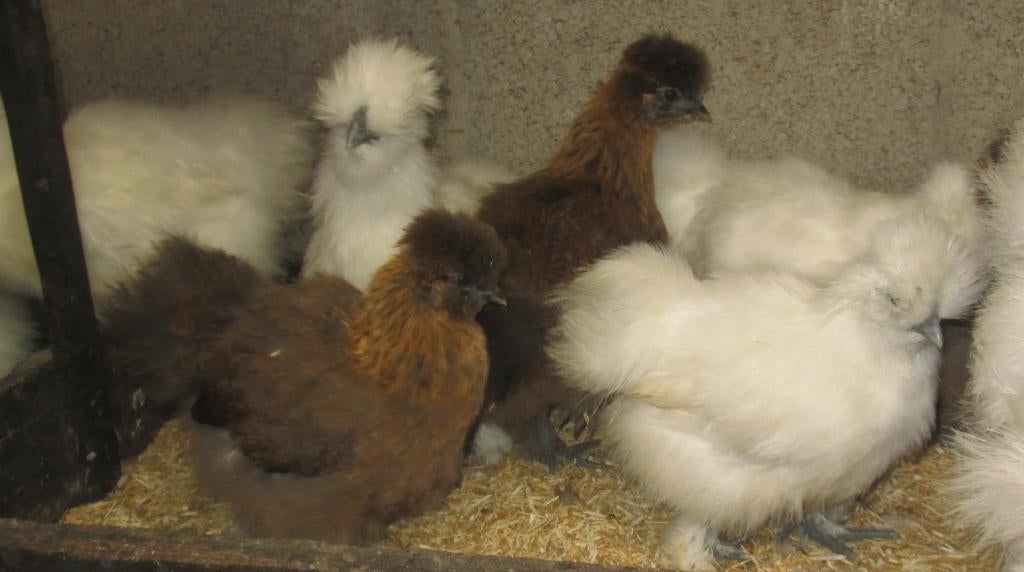 jonge zijdehoenders, Dieren en Toebehoren, Pluimvee, Meerdere dieren, Kip