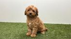 Chiots Cavapoo, Hépatite contagieuse (maladie de Rubarth), Plusieurs, Belgique, Plusieurs animaux