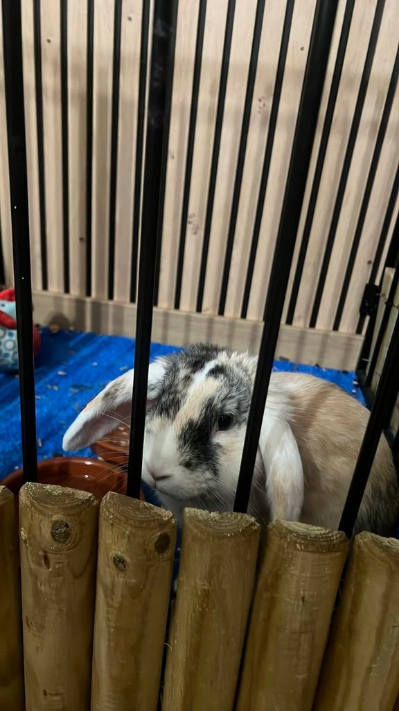 Hangoor konijn, Oreilles tombantes