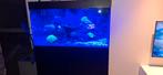 zeeaquarium, Dieren en Toebehoren, Ophalen, Gebruikt, Gevuld zeewateraquarium