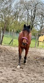 5 jarige ruin, Animaux & Accessoires, Chevaux, Hongre