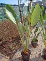 Paradijsvogelplant,150cm hoog ,geeft oranje bloemen, Maison & Meubles, Plantes d'intérieur, Autres espèces, En pot, Plein soleil