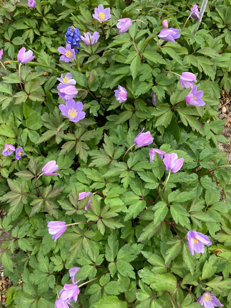 Bos anemoon Blauw, Ophalen