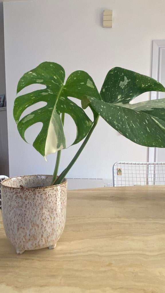 Monstera Thai Constellation, Maison & Meubles, Plantes d'intérieur, Enlèvement