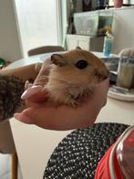 Gerbil meisje, Dieren en Toebehoren, Knaagdieren, Vrouwelijk, Januari, Overige typen, Tam