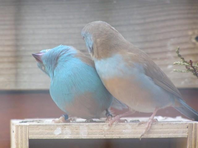 Blauwkop blauwfazantje, Plusieurs animaux, Oiseau tropical