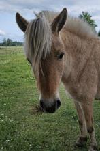 Zeer knappe fjord, Dieren en Toebehoren, Paarden, Merrie
