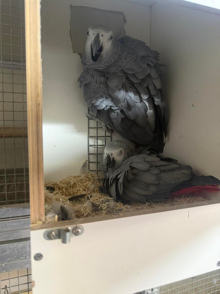 Bewezen koppel grijze roodstaart, Plusieurs animaux, Perroquet