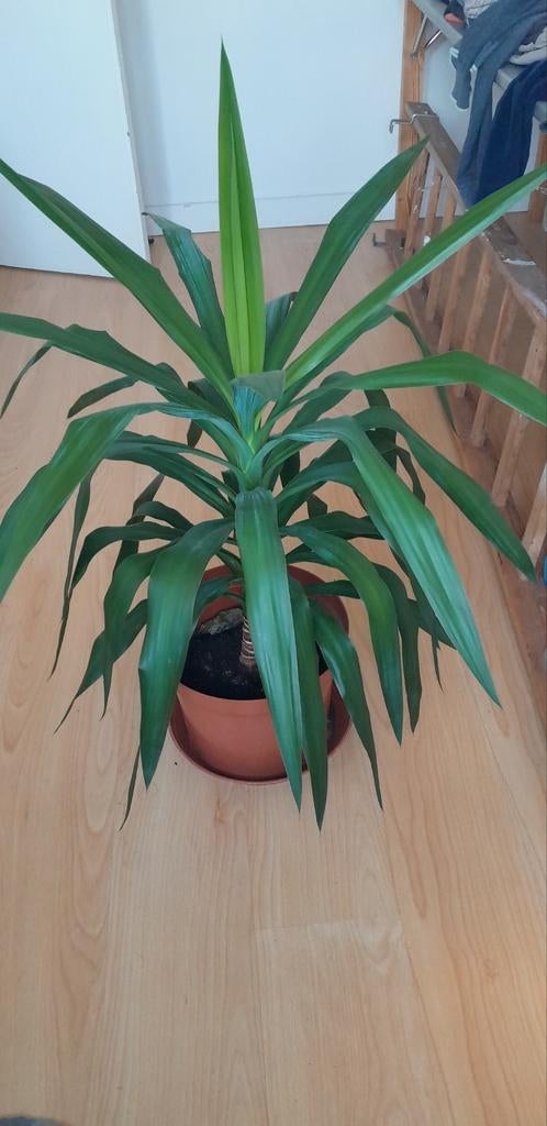 Yucca, Maison & Meubles, Plantes d'intérieur, Enlèvement, Yucca