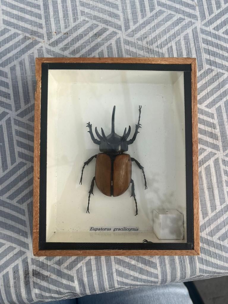 Ingelijste Eupatorus Gracilicornis, Animaux & Accessoires, Insectes & Araignées