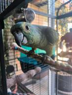 Tamme amazone papegaai, Papegaai, Pratend