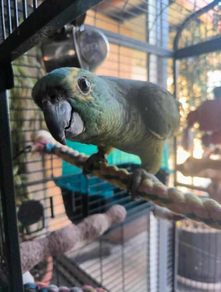 Tamme amazone papegaai, Dieren en Toebehoren, Vogels | Parkieten en Papegaaien, Papegaai, Pratend, Tam, Geringd