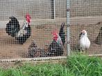 1 koppel CHABO kippen te kiezen, Dieren en Toebehoren, Pluimvee, Kip