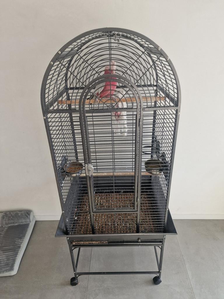 Roze Kaketoe, Dieren en Toebehoren, Vogels | Hokken en Kooien, Ophalen
