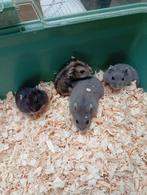 nestje dwerghamsters, Dieren en Toebehoren, Knaagdieren, Hamster, Februari, Meerdere dieren, Tam