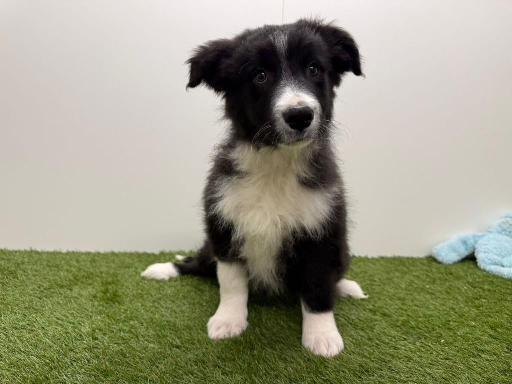 Nestje Border Collie pups, Dieren en Toebehoren, Parvo, België, 8 tot 15 weken, Collie