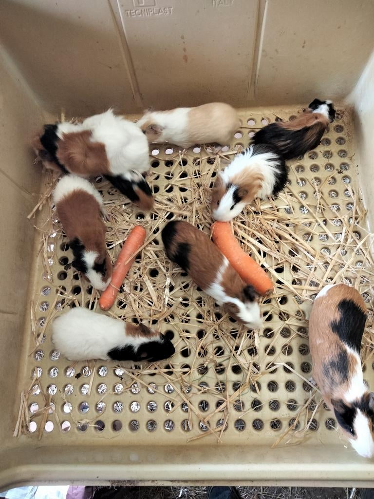 JONGE VEELKLEURIGE CAVIA'S, Meerdere dieren, Klein, 0 tot 2 jaar