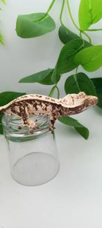 1.0 Drippy High White wimpergekko man, Dieren en Toebehoren, Hagedis, Tam, 0 tot 2 jaar