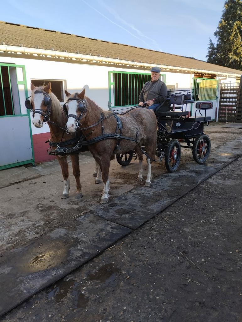 2 span pony's 130 merries kan geprobeerd worden filmpjes via