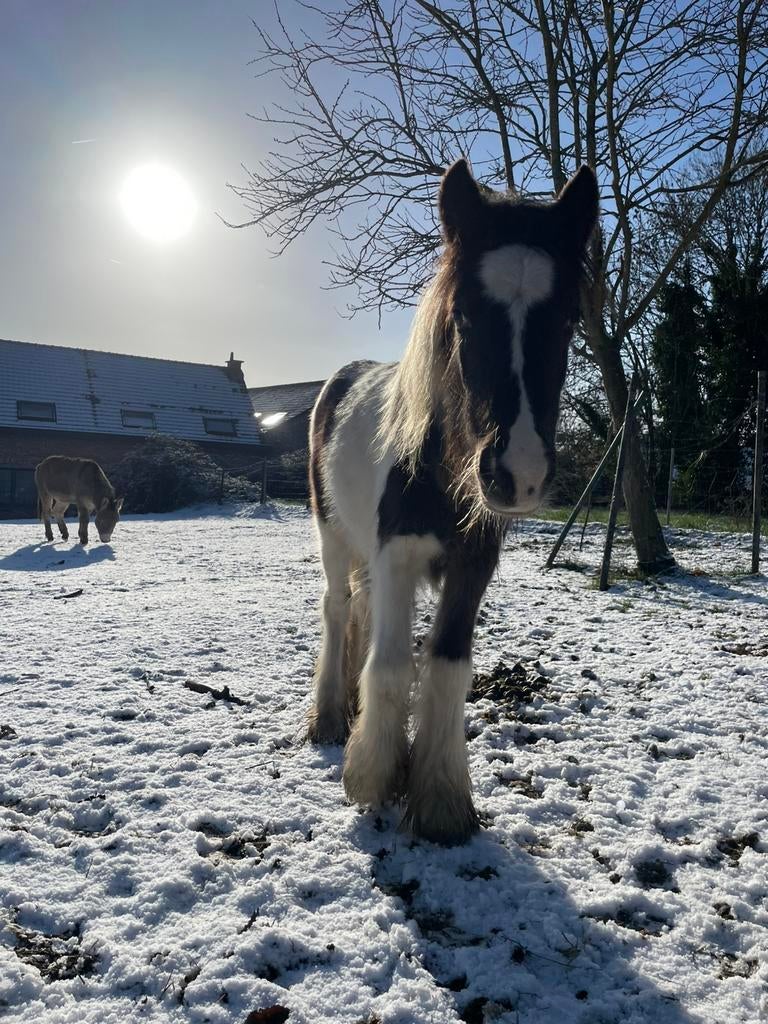 Tinker hengstje te koop, Dieren en Toebehoren, Paarden, M